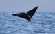 3 Hour Winter Whale Safari (May - Oct) Around King George Sound - thumb 1