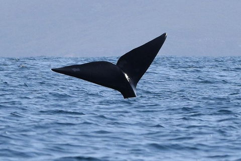 3 Hour Winter Whale Safari (May - Oct) Around King George Sound - Accommodation Newcastle 1