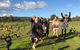 VW Kombi Food, Wine And More Tour (bring The Kids!) - thumb 3