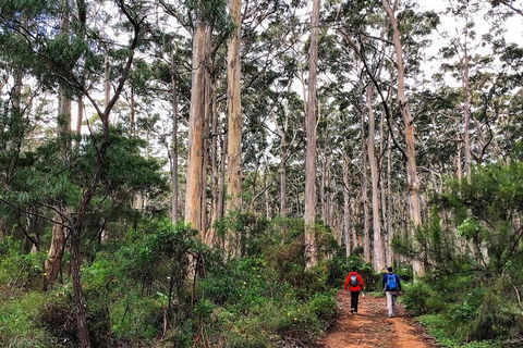 Guided Walks On The Cape To Cape - Redgate Beach To Boranup Forest - Accommodation Newcastle 2