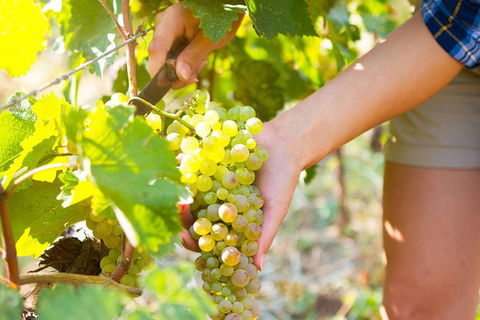 5 Hours Wineries, Coffee Tasting, Forest & Lunch At The Berry Farm - Accommodation Newcastle 3