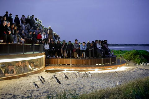 1 Day Private Phillip Island Tour (VIP Charter Up To 9 People) - Accommodation Newcastle 0