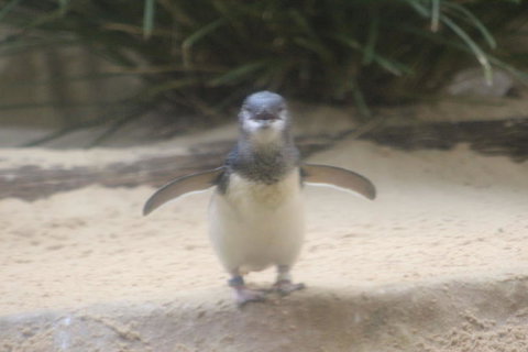 Phillip Island Ultimate Penguin Eco Tour Or Skybox Experience - Accommodation Newcastle 3