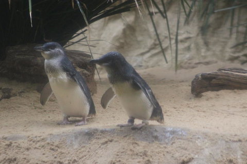 Phillip Island Ultimate Penguin Eco Tour Or Skybox Experience - Accommodation Newcastle 2