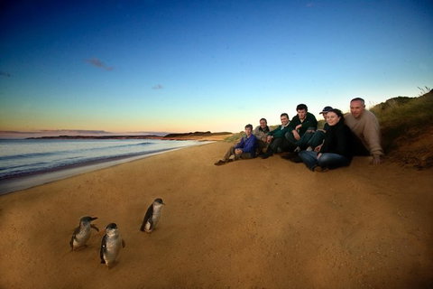 Phillip Island Ultimate Penguin Eco Tour Or Skybox Experience - Accommodation Newcastle 0