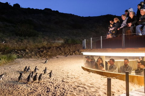 Phillip Island Ultimate Penguin Eco Tour Or Skybox Experience - Accommodation Newcastle 1