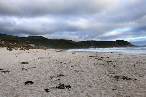 Wilsons Promontory Walking And Sightseeing Tour From Phillip Island - Accommodation Newcastle 11