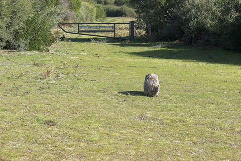 Wilsons Promontory Walking And Sightseeing Tour From Phillip Island - Accommodation Newcastle 9