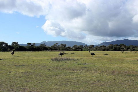 Wilsons Promontory Walking And Sightseeing Tour From Phillip Island - Accommodation Newcastle 8