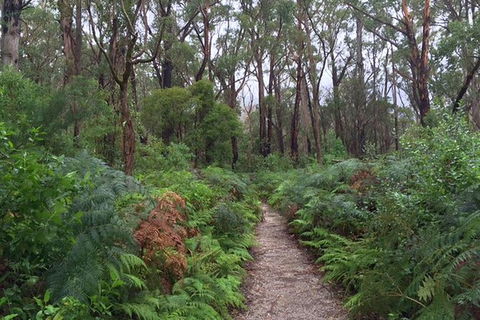 Wilsons Promontory Walking And Sightseeing Tour From Phillip Island - Accommodation Newcastle 6