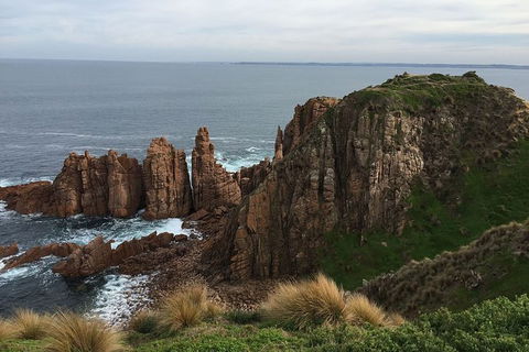 Phillip Island Walking & Bird Watching Tour - Accommodation Newcastle 8