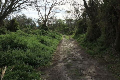 Phillip Island Walking & Bird Watching Tour - Accommodation Newcastle 10