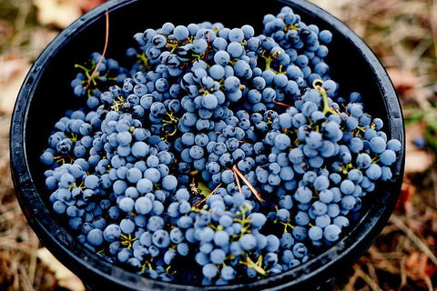 Half Day Yarra Valley Winery Day Trip From Melbourne - Accommodation Newcastle 4