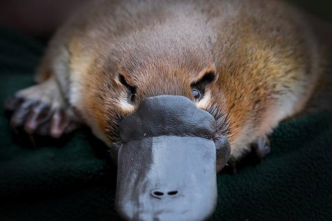 Meet A Platypus At Healesville Sanctuary - Accommodation Newcastle 0