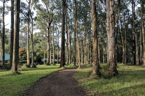 Yarra Valley Rainforest Hike And Winery Tour - Accommodation Newcastle 1