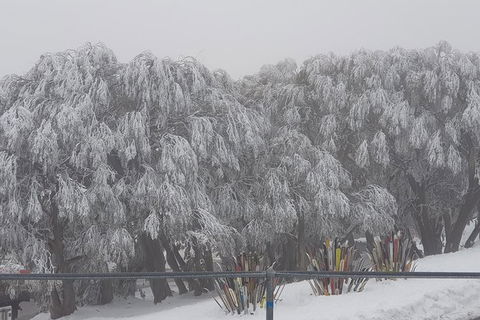 Mt Buller Day Trip From Melbourne - Accommodation Newcastle 8
