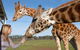 Melbourne City Card (2 Days): Visit Unlimited Attractions! - thumb 12