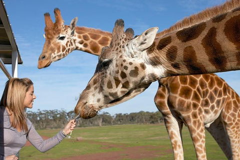 Melbourne City Card (2 Days): Visit Unlimited Attractions! - Accommodation Newcastle 12
