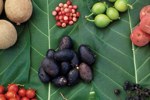 AUSTRALIAN NATIVE FOOD TOUR From Melbourne - Accommodation Newcastle 0