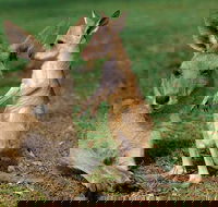 HEALESVILLE SANCTUARY ZOOBUS - MELBOURNE CITY RETURN - Accommodation Newcastle