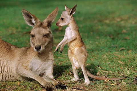 HEALESVILLE SANCTUARY ZOOBUS - MELBOURNE CITY RETURN - Accommodation Newcastle 0