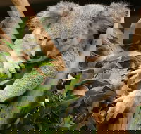 Healesville Sanctuary and Yarra Valley Day Trip from Melbourne - Accommodation Newcastle