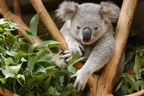 Healesville Sanctuary And Yarra Valley Day Trip From Melbourne - Accommodation Newcastle 0