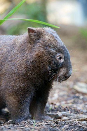 Healesville Sanctuary And Yarra Valley Day Trip From Melbourne - Accommodation Newcastle 11