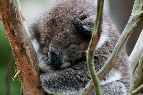 Healesville Sanctuary And Yarra Valley Day Trip From Melbourne - Accommodation Newcastle 7
