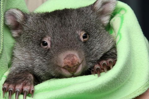 Healesville Sanctuary And Yarra Valley Day Trip From Melbourne - Accommodation Newcastle 9