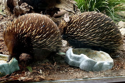 Healesville Sanctuary And Yarra Valley Day Trip From Melbourne - Accommodation Newcastle 3