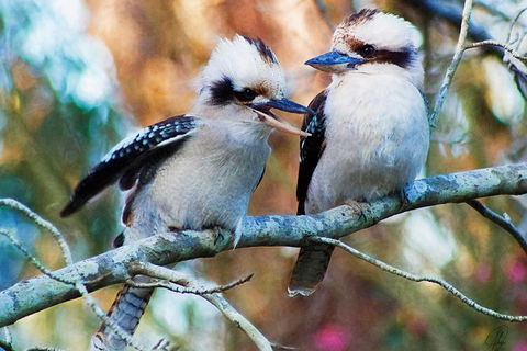 Healesville Sanctuary And Yarra Valley Day Trip From Melbourne - Accommodation Newcastle 5