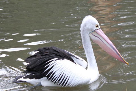 Healesville Sanctuary And Yarra Valley Day Trip From Melbourne - Accommodation Newcastle 6