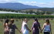 Yarra Valley Small-Group Wine Tour With 2 Course Lunch And Morning Tea - thumb 6