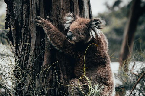 Small Group - 12 Apostles, Otways & Great Ocean Road Day Tour From Melbourne - Accommodation Newcastle 4