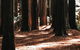 Small Group - 12 Apostles, Otways & Great Ocean Road Day Tour From Melbourne - thumb 5