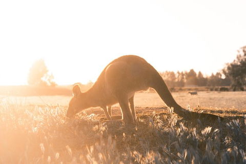 Small Group - 12 Apostles, Otways & Great Ocean Road Day Tour From Melbourne - Accommodation Newcastle 8