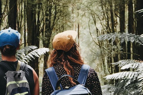 Small Group - 12 Apostles, Otways & Great Ocean Road Day Tour From Melbourne - Accommodation Newcastle 9