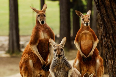 Ballarat And Sovereign Hill Gold Mining Town Day Trip From Melbourne - Accommodation Newcastle 1
