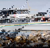 Phillip Island Seal-Watching Cruise - Accommodation Newcastle
