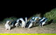 Penguins Walks And Wildlife In The Wild - thumb 0