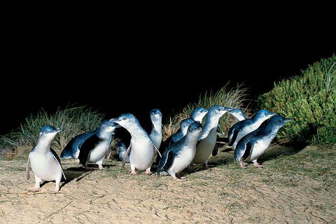 Penguins Walks And Wildlife In The Wild - Accommodation Newcastle 0