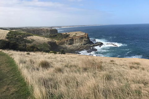 Penguins Walks And Wildlife In The Wild - Accommodation Newcastle 1