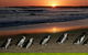 Phillip Island Penguin Express Shuttle From Melbourne With Viewing Area Upgrades - thumb 0