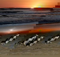 Phillip Island Penguin Express Shuttle from Melbourne with Viewing Area Upgrades - Accommodation Newcastle