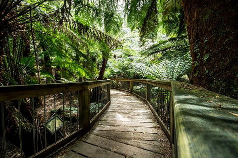 12 Apostles Eco-Friendly Great Ocean Road Iconic Adventure From Melbourne - Accommodation Newcastle 5
