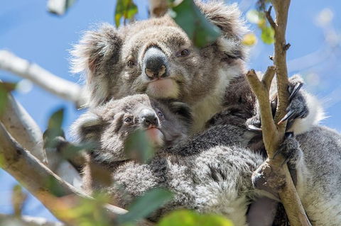 12 Apostles Eco-Friendly Great Ocean Road Iconic Adventure From Melbourne - Accommodation Newcastle 2
