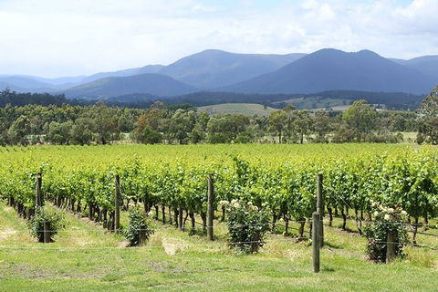 Yarra Valley Wine & Food Day Tour From Melbourne With Lunch At Yering Station - Accommodation Newcastle 11