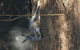 Yarra Valley Wildlife & Wine Day Tour From Melbourne With Healesville Sanctuary - thumb 8