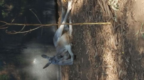 Yarra Valley Wildlife & Wine Day Tour From Melbourne With Healesville Sanctuary - Accommodation Newcastle 8